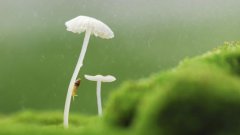 过敏性紫癜的症状都有哪些？